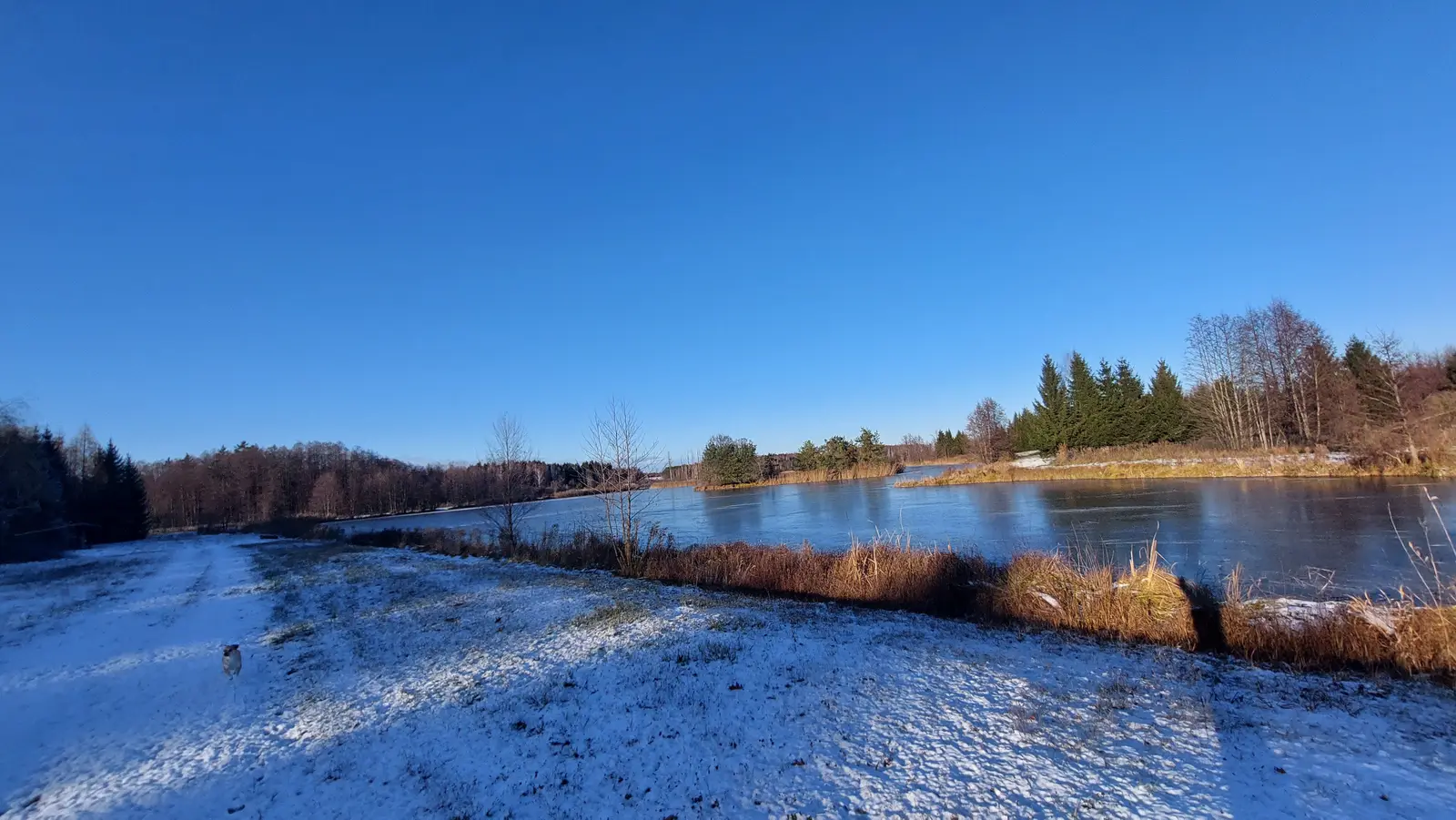 Krajobraz przedstawia malownicze, zimowe ujęcie zamarzniętego stawu w słoneczny dzień o proporcjach boków 16:9. Na pierwszym planie widoczna jest pokryta cienką warstwą śniegu ścieżka, po której biegnie mały pies, a wzdłuż brzegu rosną suche, brązowe trawy. W tle rozciąga się spokojna tafla wody częściowo skutej lodem, otoczona przez gęsty las iglasty i liściasty w jesienno-zimowych barwach. Całość kompozycji dopełnia intensywnie błękitne, bezchmurne niebo zajmujące górną połowę kadru. Oświetlenie jest ostre i typowe dla słonecznej zimy, co tworzy wyraźne kontrasty między białym śniegiem a ciemnymi sylwetkami drzew.