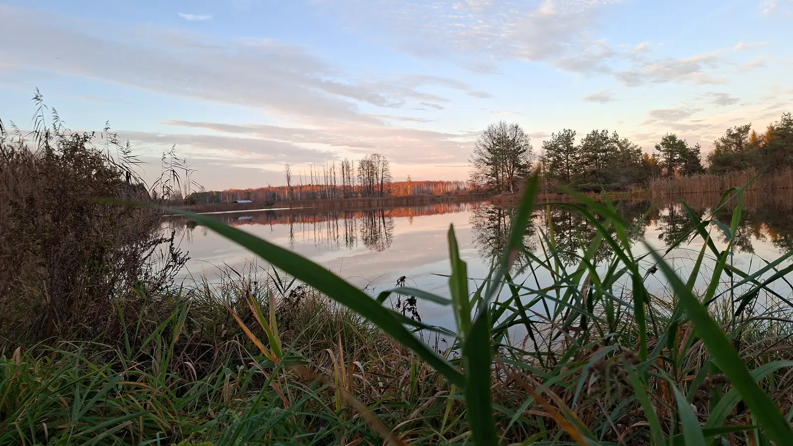 Zdjęcie przedstawia malowniczy, jesienny krajobraz nad jeziorem w poziomym formacie panoramicznym, gdzie lustro wody zajmuje centralną część kompozycji. Na pierwszym planie widać wyraźne, zielone źdźbła trzcin i traw, które tworzą naturalną ramę i nadają ujęciu głębi. Spokojna tafla wody wiernie odbija pas drzew rosnących na przeciwległym brzegu oraz delikatne, pastelowe niebo o zachodzie słońca. Niebo jest wypełnione lekkimi, pierzastymi chmurami w odcieniach błękitu, różu i pomarańczu, co sugeruje późne popołudnie. Kompozycja zdjęcia dzieli kadr na trzy poziome pasy: gęstą roślinność przybrzeżną na dole, otwartą przestrzeń jeziora w środku oraz rozległe, jasne niebo w górnej części.