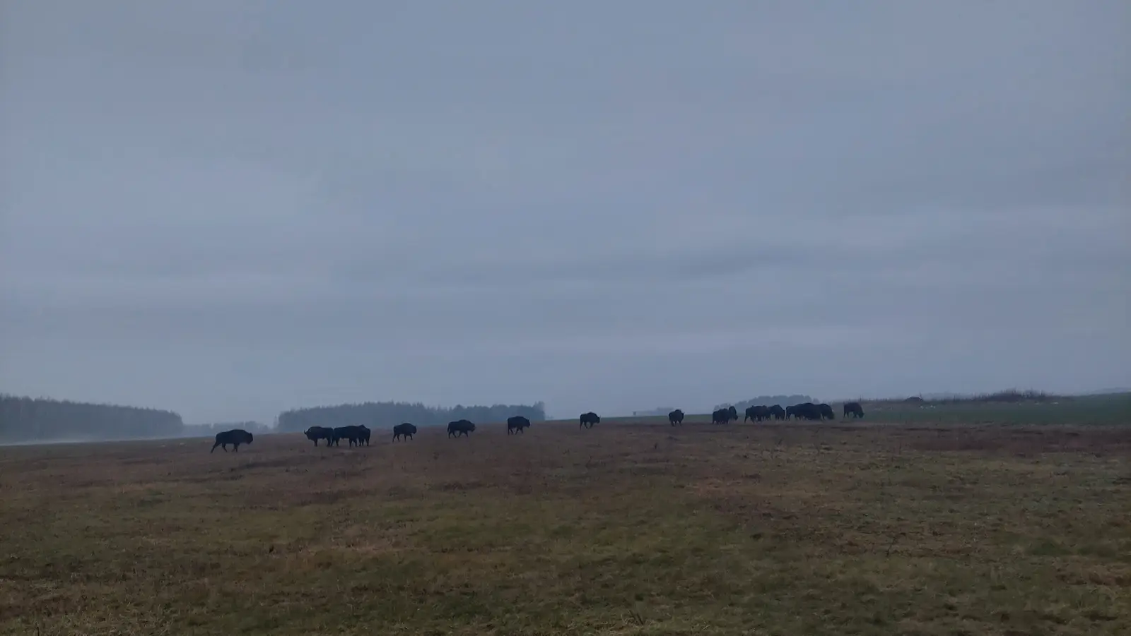 Krajobraz o orientacji poziomej ukazuje stado żubrów pasących się na rozległej, jesienno-zimowej łące w pochmurny dzień. Sylwetki zwierząt są ciemne i wyraźnie odcinają się od wyblakłego, brązowo-szarego podłoża oraz zamglonego horyzontu. W oddali widać zarysy lasu otulonego mgłą, co nadaje kompozycji surowy, naturalny charakter. Niebo zajmuje znaczną część kadru, wypełniając go jednolitymi, szarymi chmurami o niskim kontraście. Całość utrzymana jest w przygaszonej kolorystyce, podkreślającej spokój dzikiej przyrody w otwartym terenie.