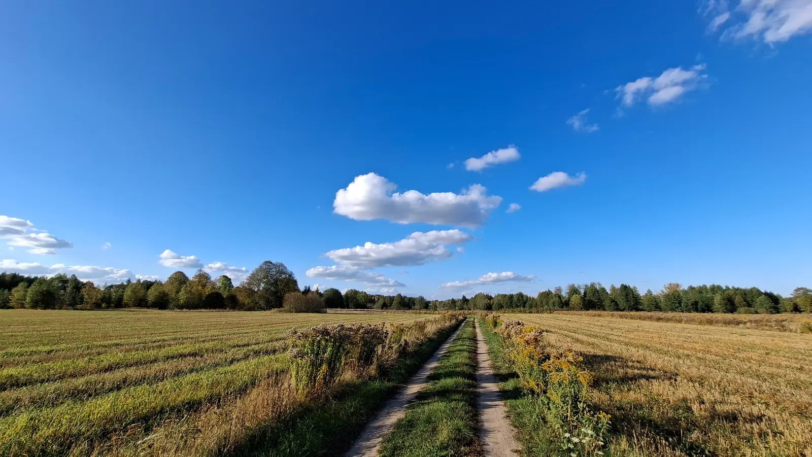 Zdjęcie przedstawia sielski krajobraz wiejski w formacie poziomym o proporcjach boków 16:9, w którym głównym elementem jest polna droga prowadząca w głąb kadru. Po obu stronach drogi rozciągają się rozległe, skoszone pola uprawne o jesiennej, żółto-brązowej barwie. Wzdłuż ścieżki widać rosnące dzikie rośliny, w tym wysokie trawy i żółto kwitnące byliny, które dodają scenerii naturalnego uroku. W oddali widoczna jest gęsta linia lasu iglastego i mieszanego, zamykająca perspektywę horyzontu. Całość dopełnia intensywnie błękitne, bezchmurne niebo z kilkoma rozproszonymi, białymi obłokami, co sugeruje słoneczny, jesienny dzień.
